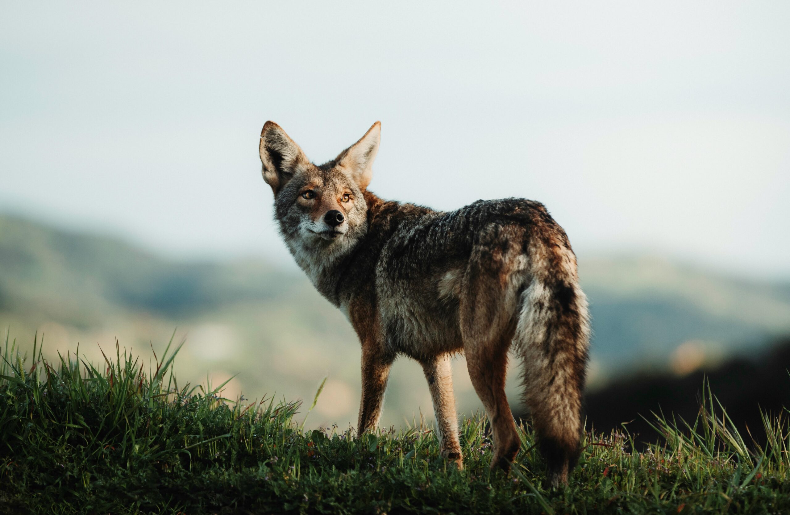 Read more about the article Unveiling the Top 10 Secrets about Jackals: Discover Their Fascinating World