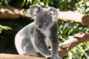 Read more about the article The Remarkable World of the Koala Bear: Astonishing Facts You Need to Know