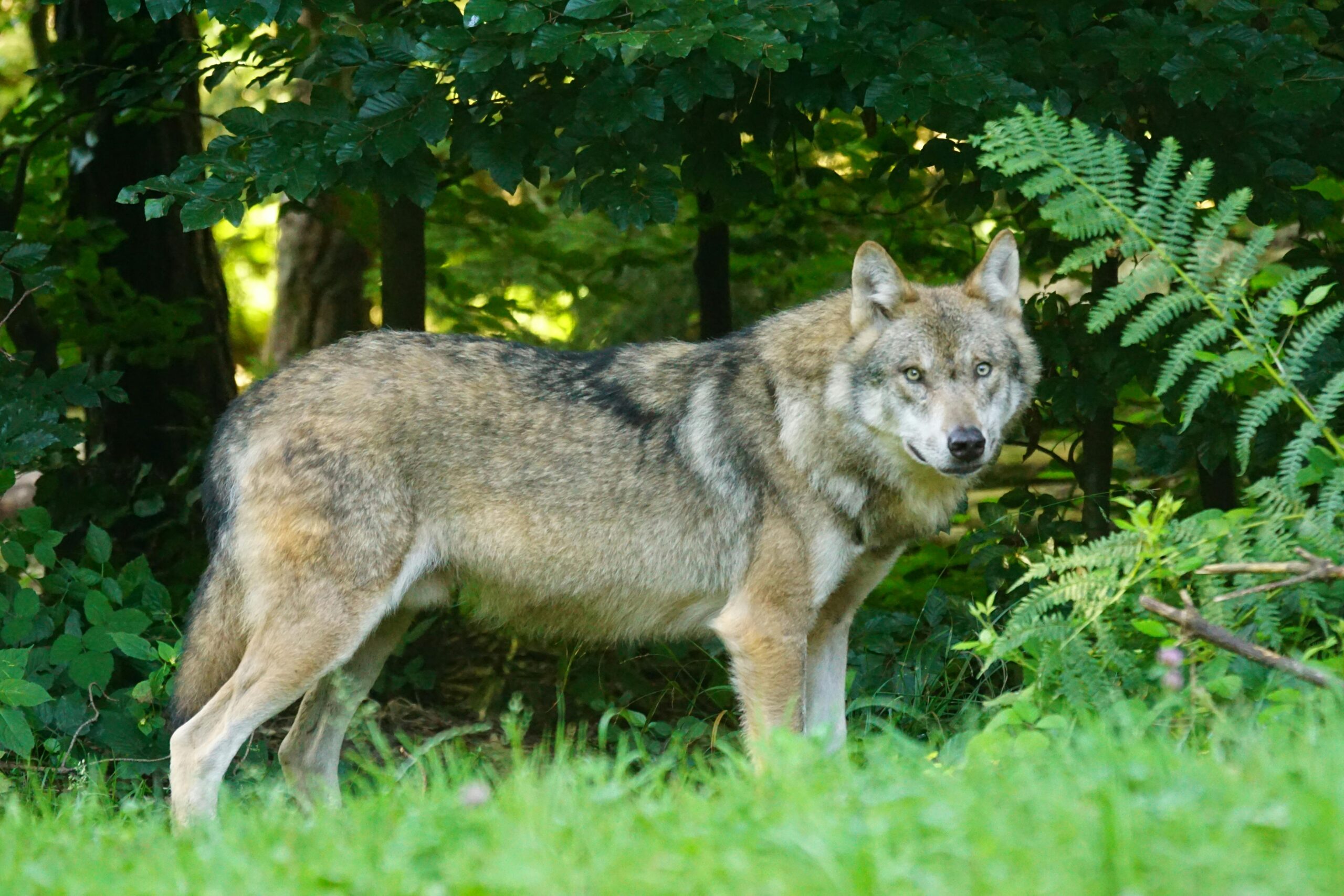 Read more about the article The Best Introduce of this Wolf: Unveiling the Mysteries of Wolves