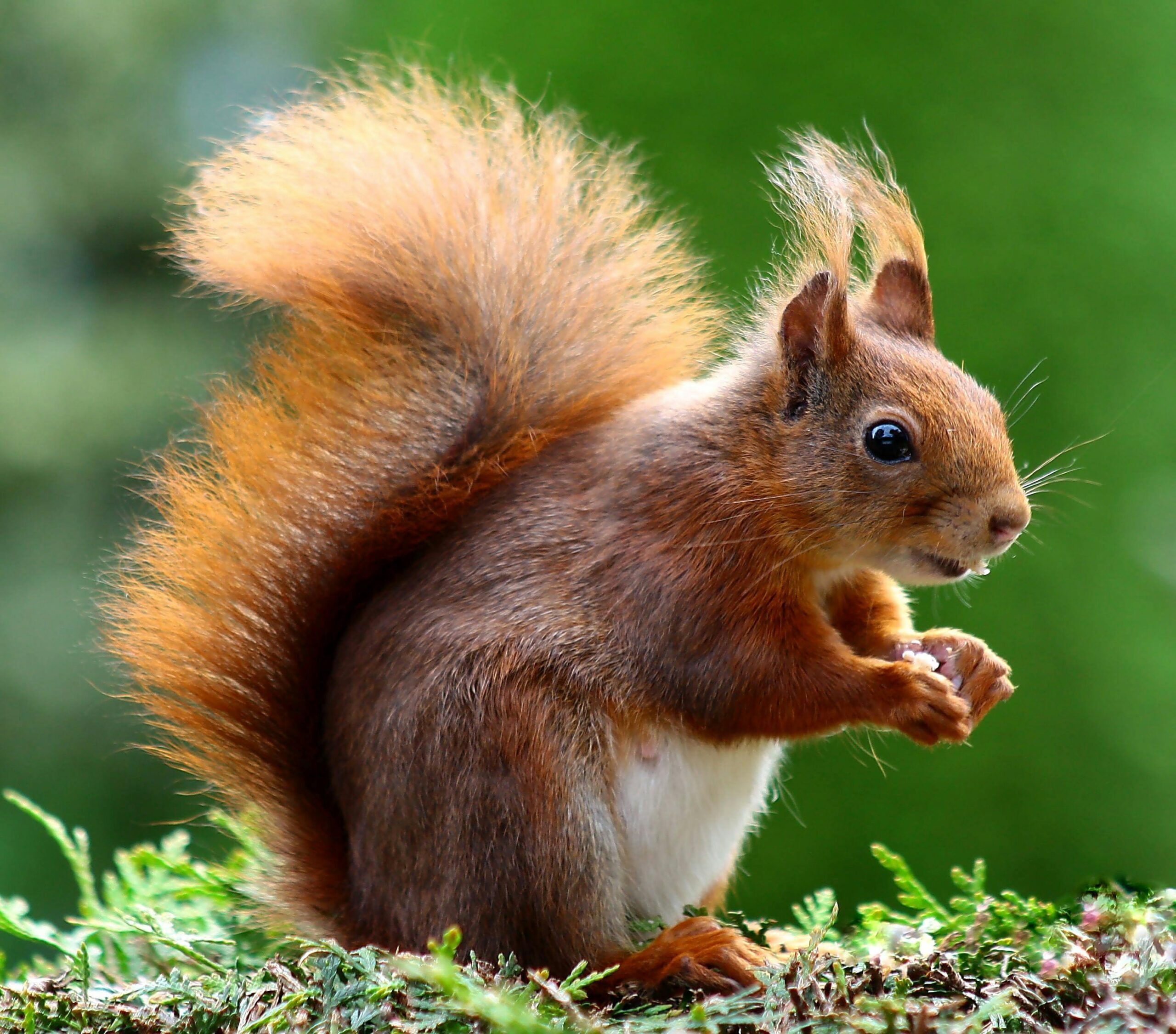 Read more about the article The Ultimate Guide to Squirrel Care: Tips for a Happy and Healthy Pet