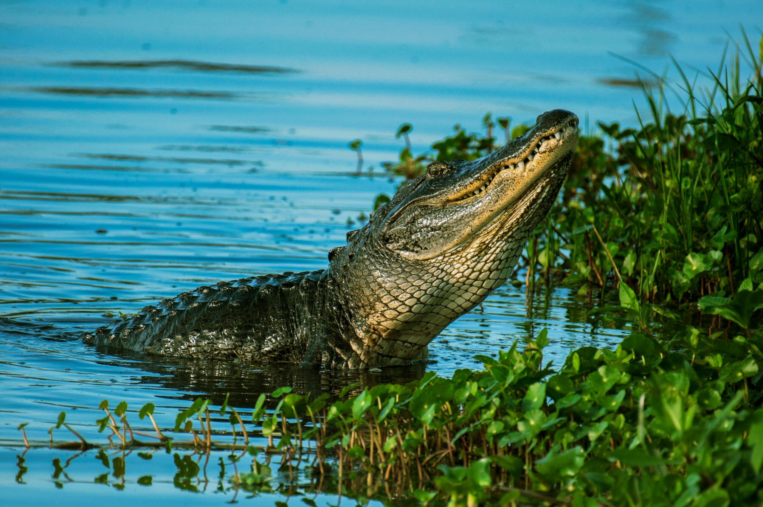 Read more about the article Crocodile A Comprehensive Guide to Understanding and Appreciating these Fascinating Reptiles