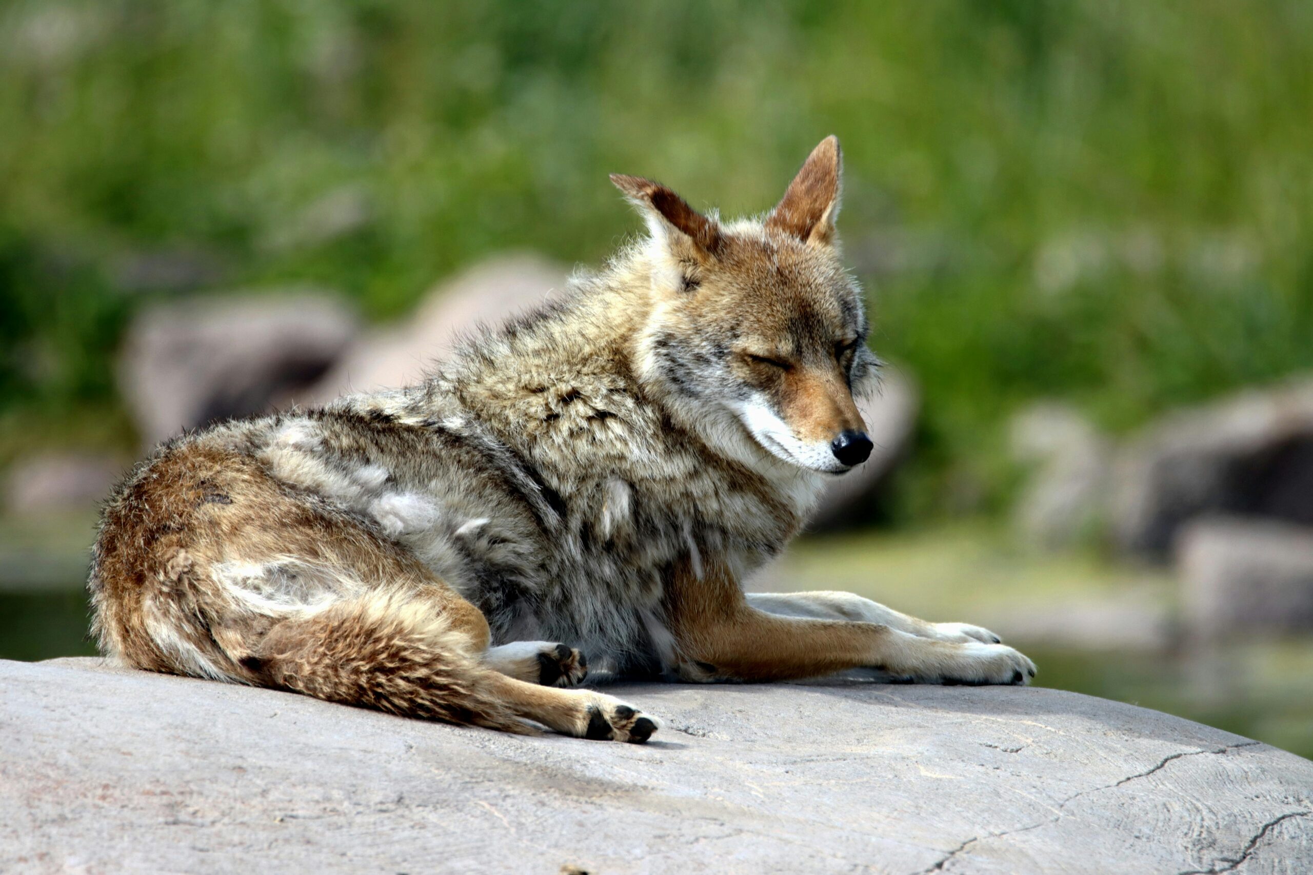 Read more about the article The Top 10 Best Strategies for Outsmarting Coyotes